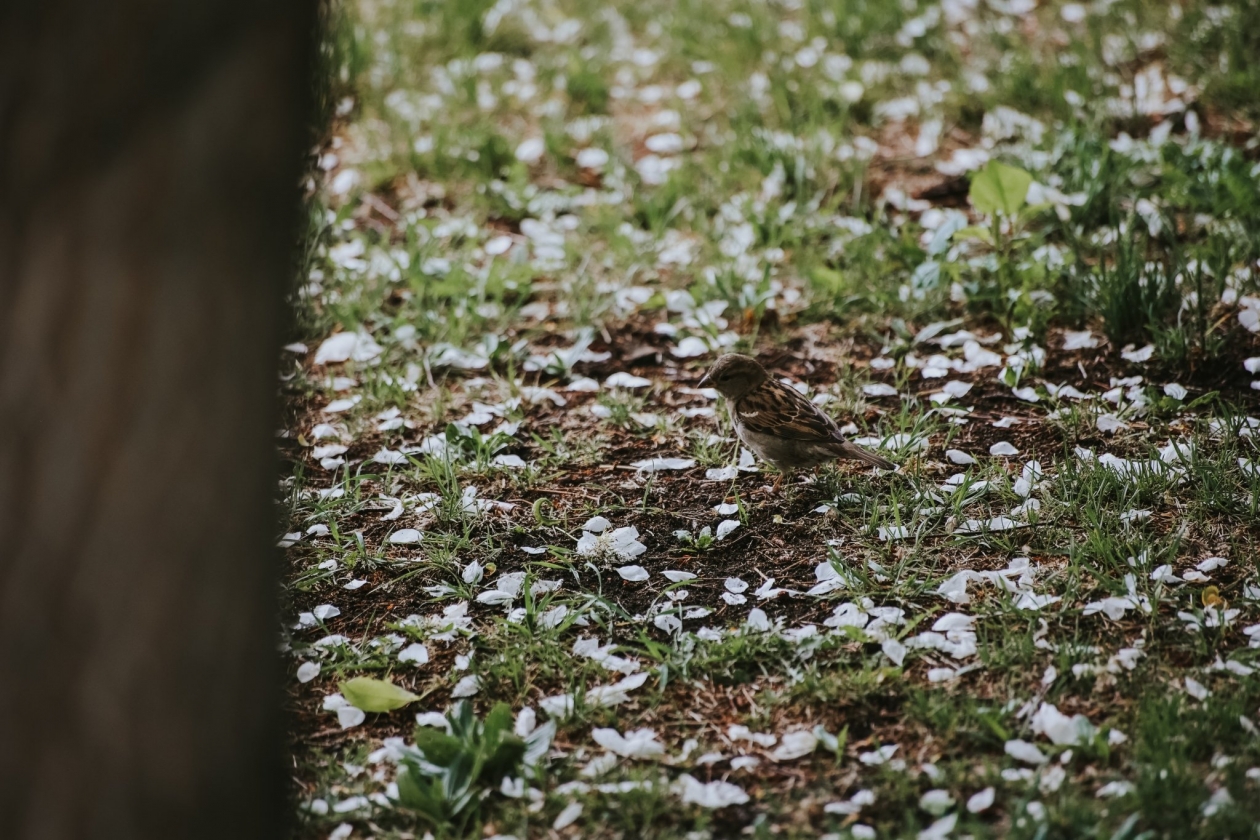 Воробей в лепестках Юлия Ушакова, ИА IrkutskMedia