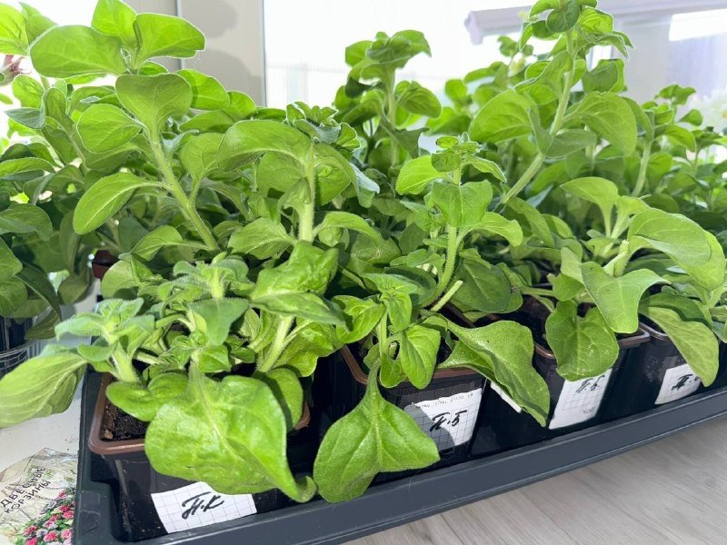 Рассада на подоконнике Марина Кудрявцева, ИА UssurMedia