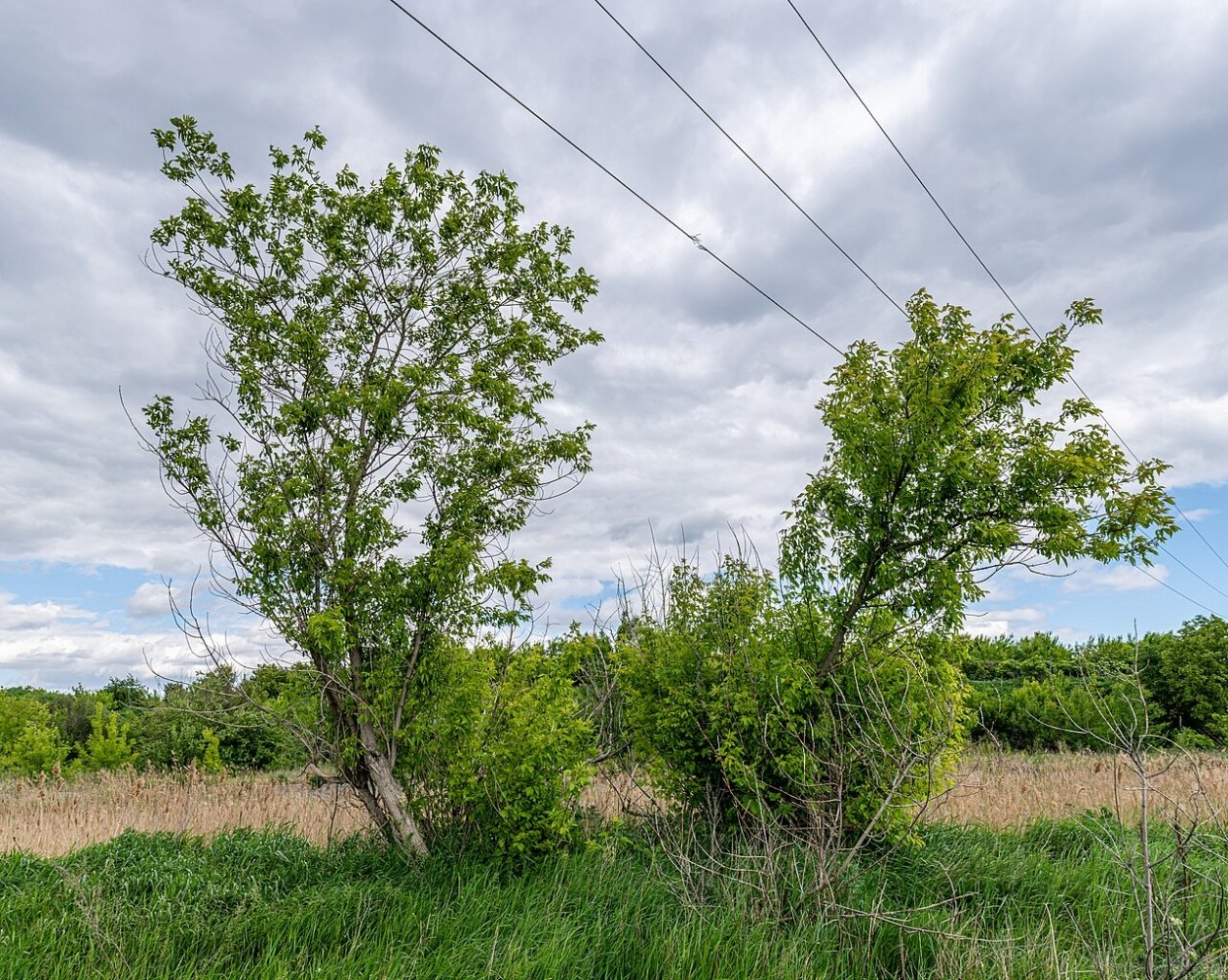 Клен ясенелистный Nikride, wikipedia.org