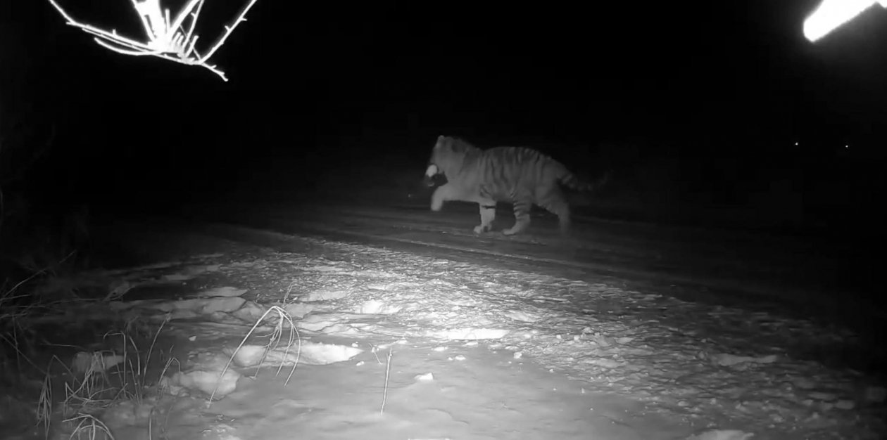 Тигр, которого не удалось спасти (скриншот видео) правительство Приморья