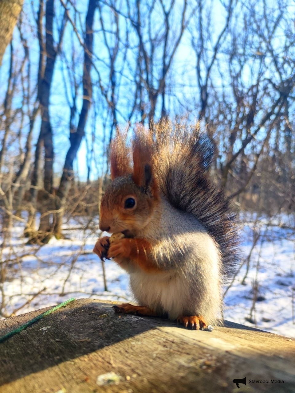 15 белок выпустят для увеличения популяции в парке Железноводска ИА Stavropol.Media, Елена Гиневская