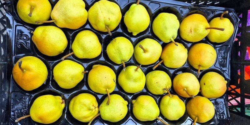 Одна муха поставила под удар ввоз крупной партии груш из Турции в порту Новороссийска Пресс-служба ЮМУ Россельхознадзора