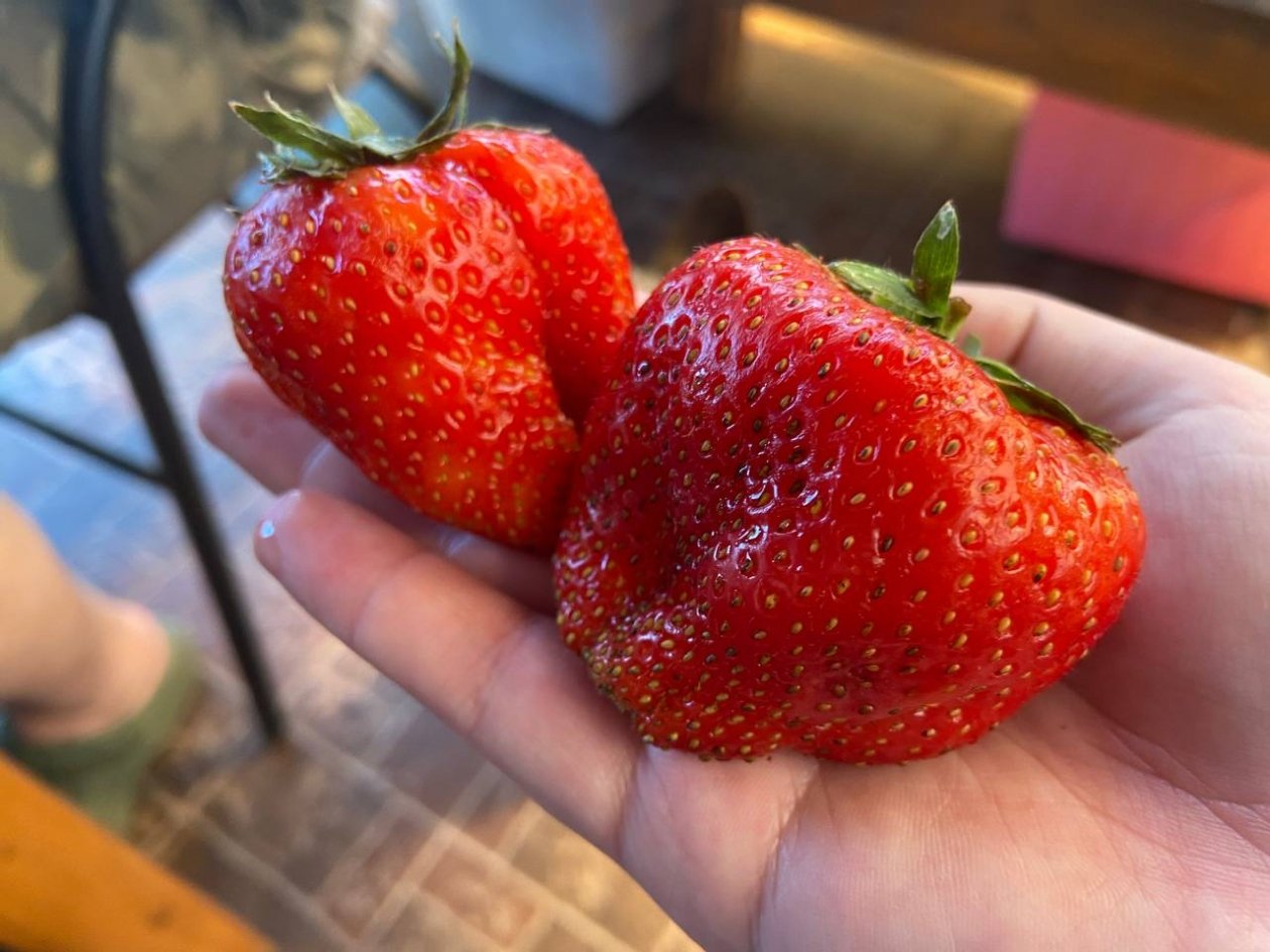 Это не клубника, а сладкий богатырь: ягодки до 120 г - медовый вкус, не боятся морозов ИА KrasnodarMedia