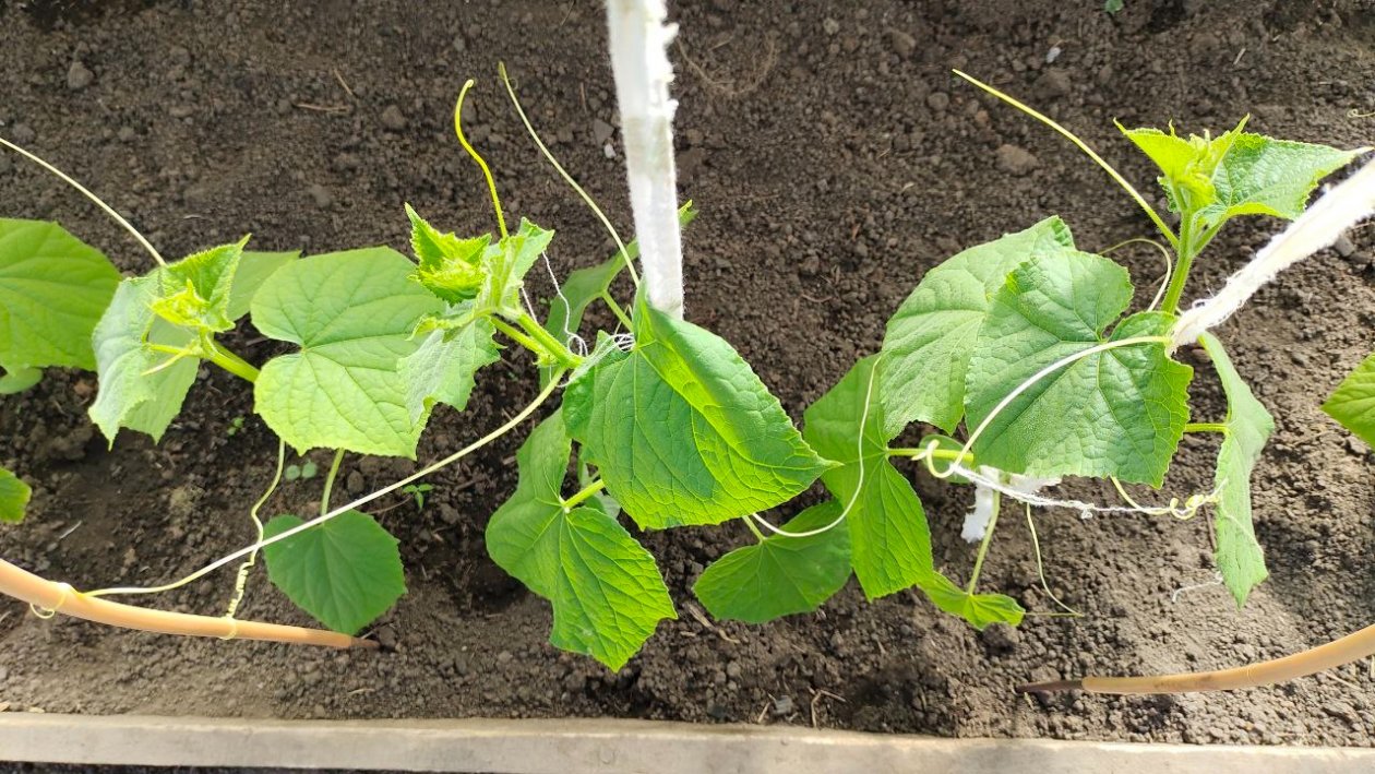 Огурцы Автора