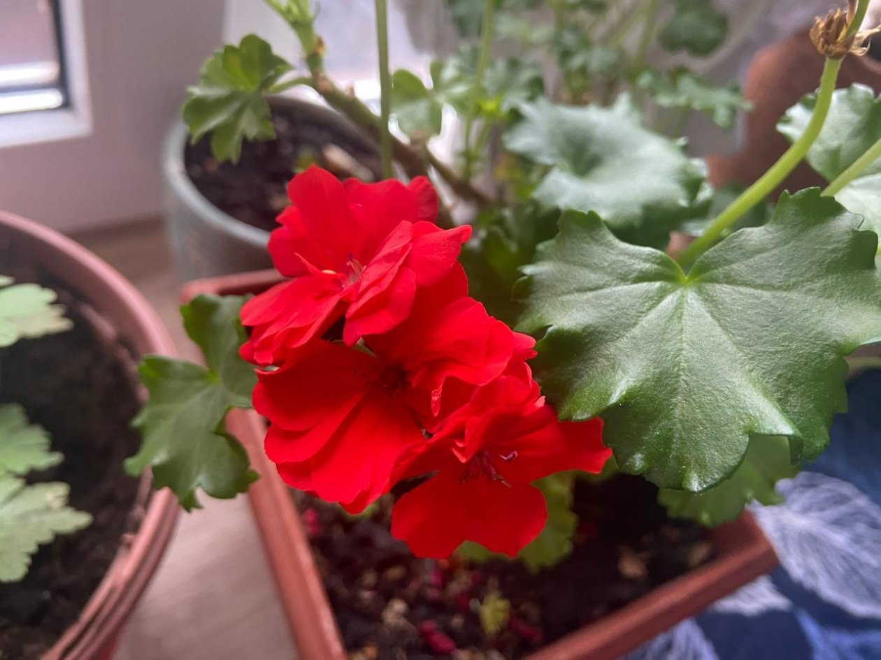 1/2 стакана под корень - герань как Мисс Мира: бутоны даже на молодых черенках ИА KrasnodarMedia