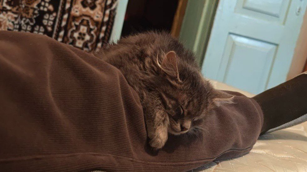 Тепло, защита или привязанность: зачем кошки ложатся спать на человека - ответ ветеринара удивит даже опытных владельцев ИА Stavropol.Media