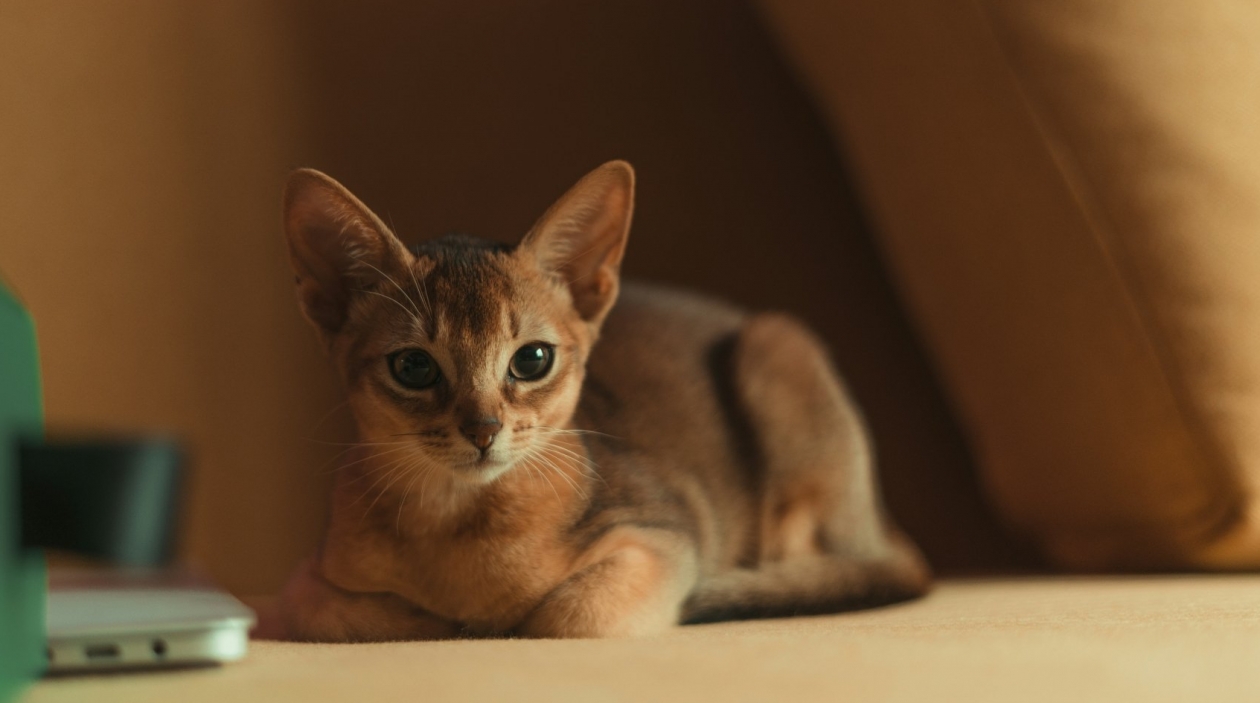 Идеальные кошки для чистюль: 4 породы без шерсти на мебели и запаха Andrey Stakhovskiy / unsplash
