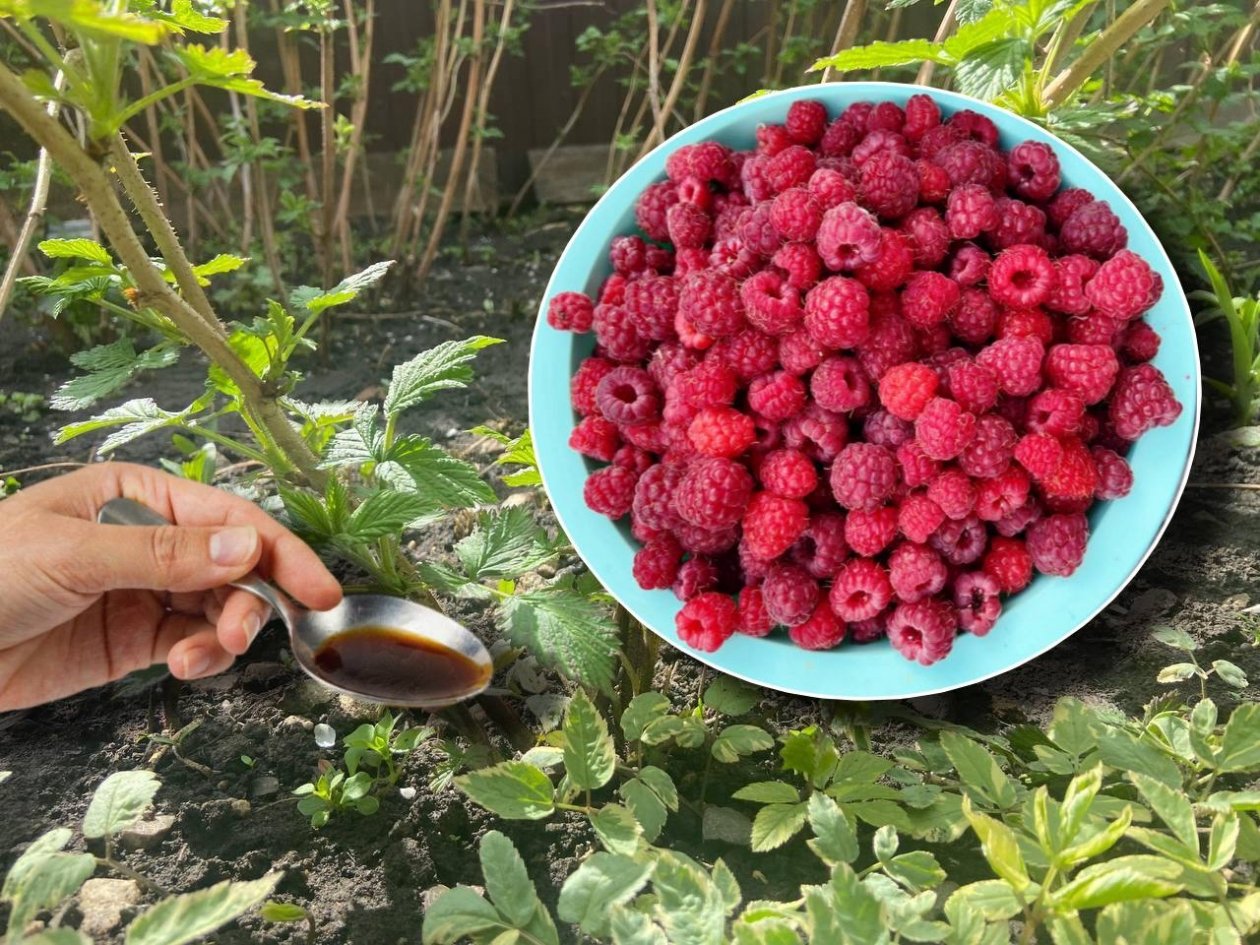 2 ложки под куст - тля и клещ бегут как от чумы: малина наградит щедрым урожаем ИА KrasnodarMedia