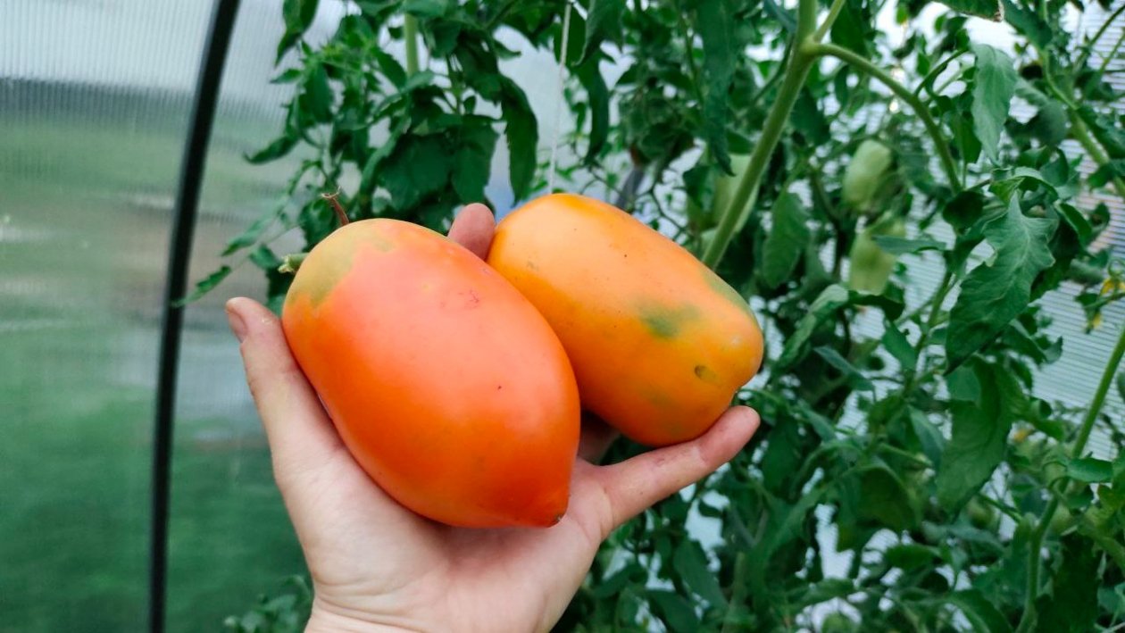 Томаты ИА StavropolMedia