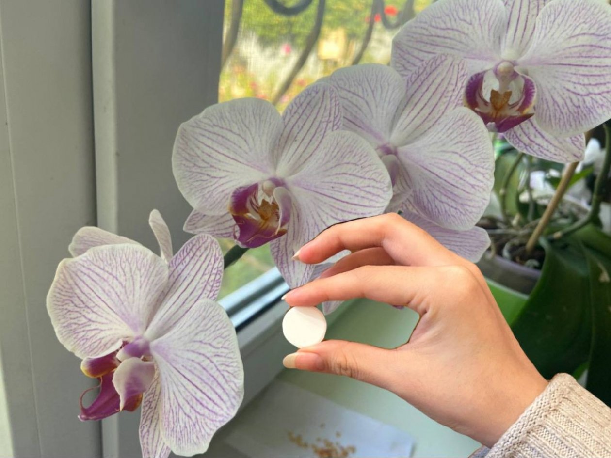 1 капсулу в воду и поливаю цветок - орхидея стала королевой подоконника: расцвели все бутоны ИА Stavropol.Media