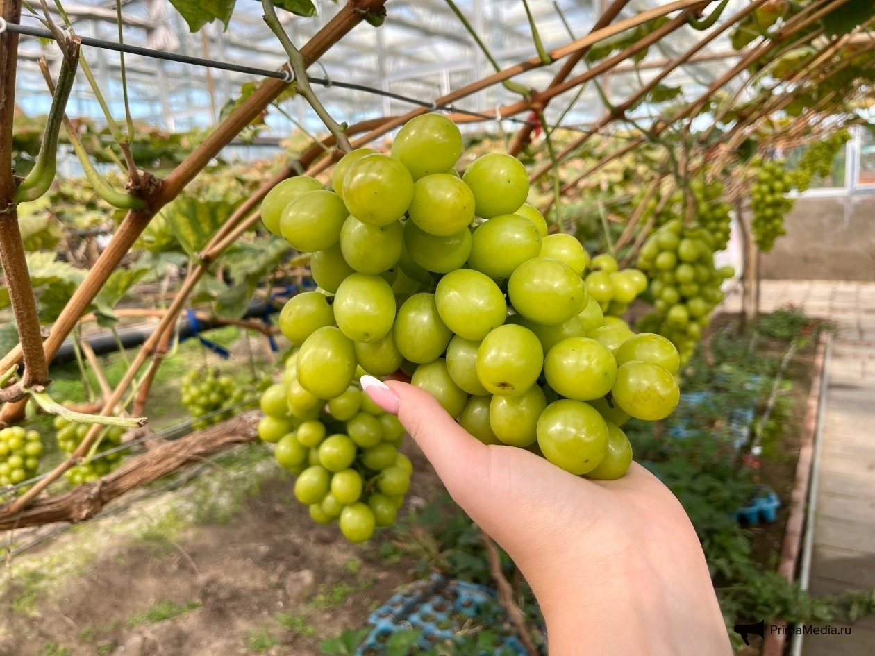Дачники выбирают эти 5 сортов-&quotспартанцев&quot - и балдеют от ягод: виноградник на севере дает урожай круче южного ИА PrimaMedia