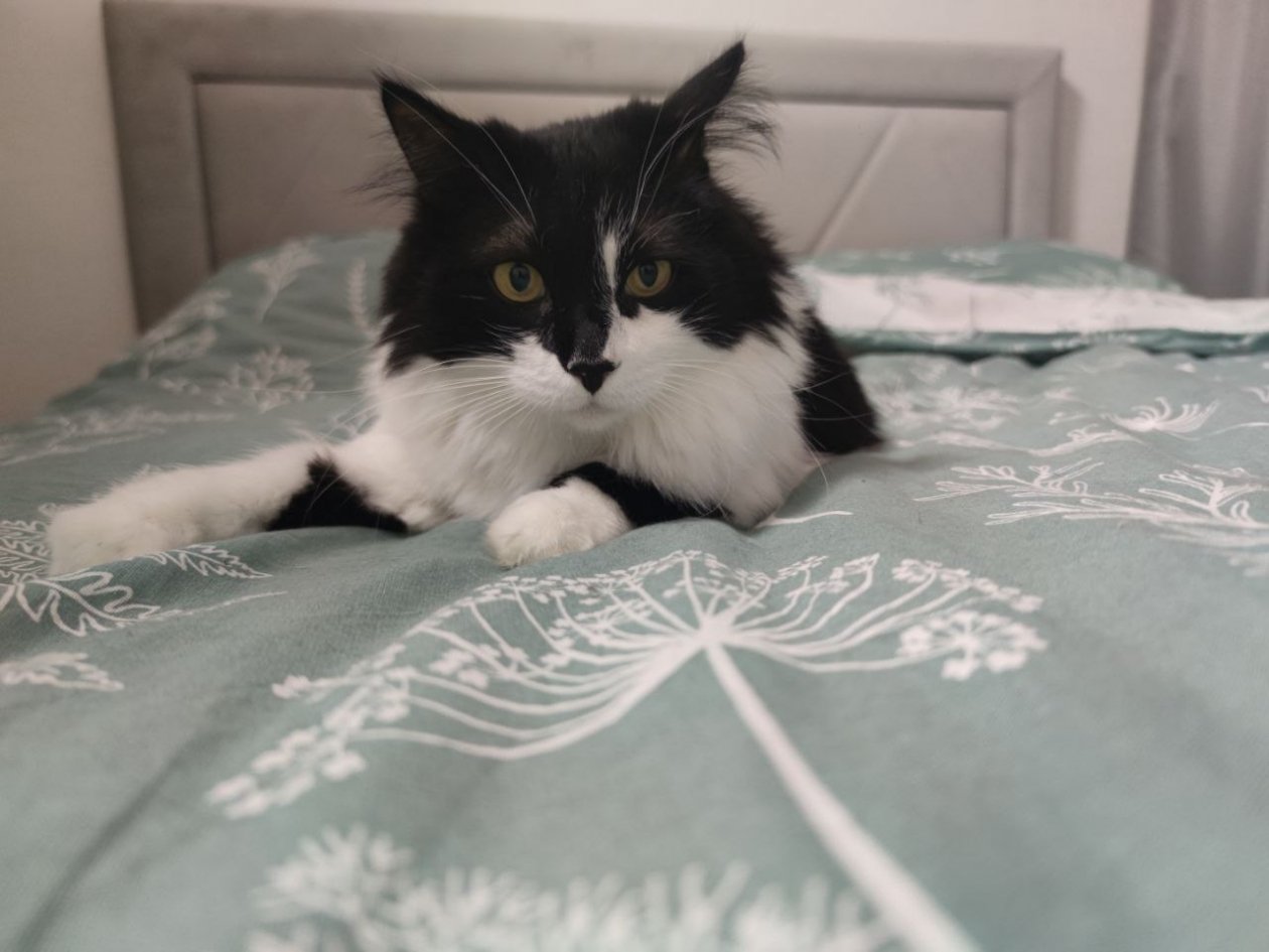 Поняла, почему моя кошка обходила лоток стороной: как вернуть питомцу хорошие манеры за 3 дня ИА Stavropol.Media