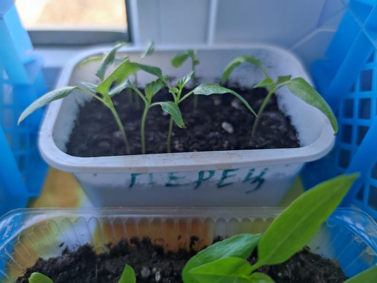 Рассада ИА KrasnodarMedia