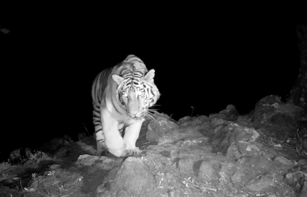 Тигрица-путешественница Пресс-служба национального парка &quotЗемля леопарда&quot