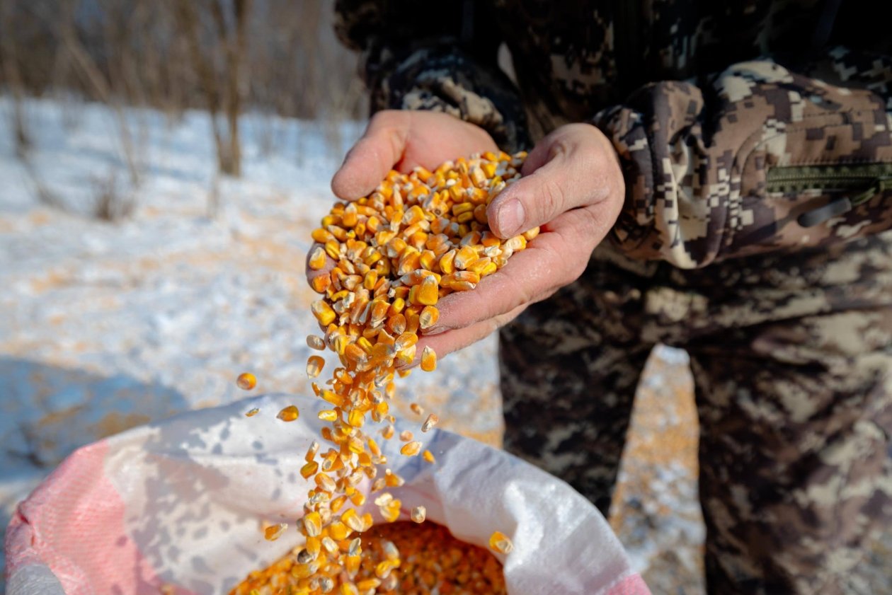 Тематическое фото Юрий Смитюк, Центр &quotАмурский тигр&quot