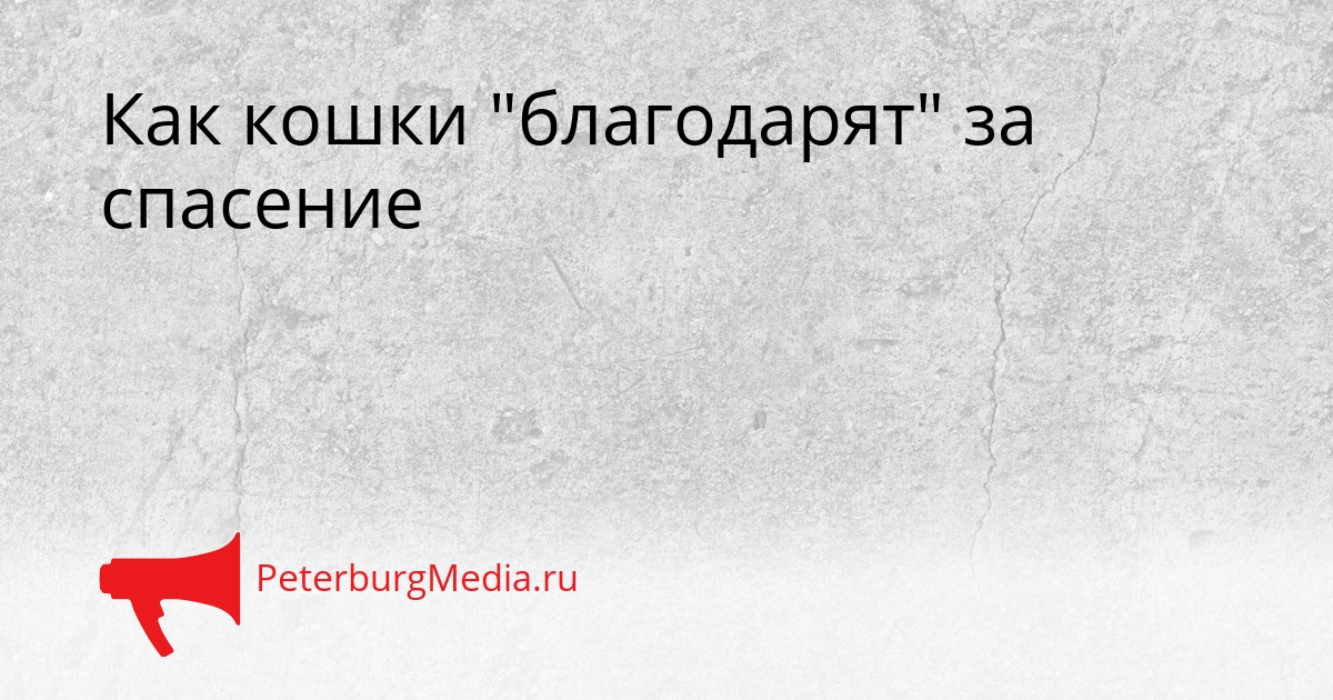 Как кошки &quotблагодарят&quot за спасение Сгенерировано