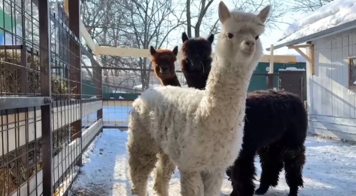 Тематическое фото Зоосад &quotПриамурский&quot