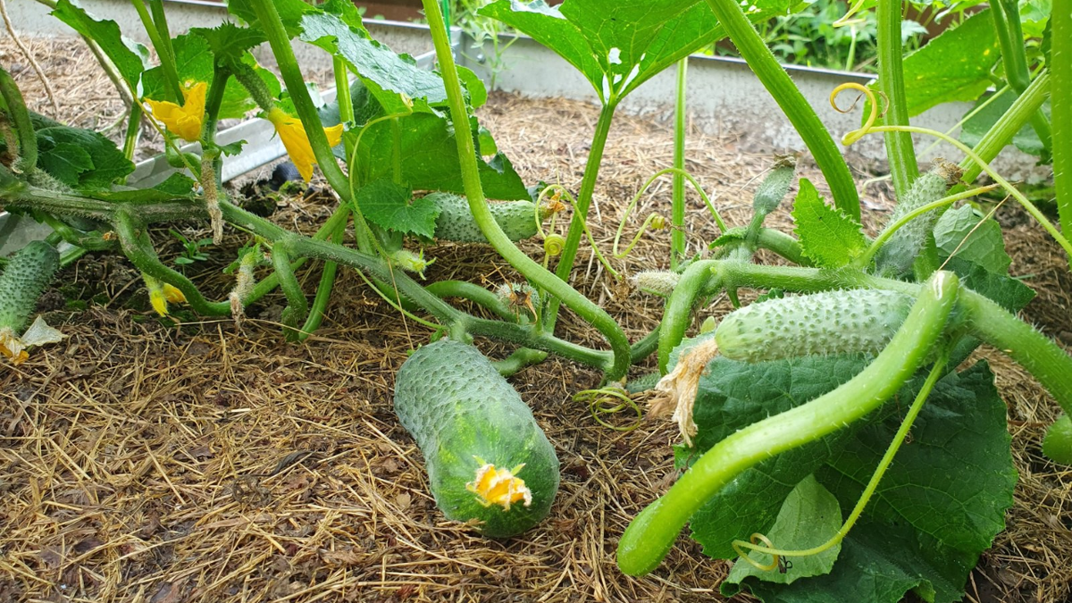 Тематическое фото Автор Дзен-канала &quotНа даче у деда Егора&quot (12+)