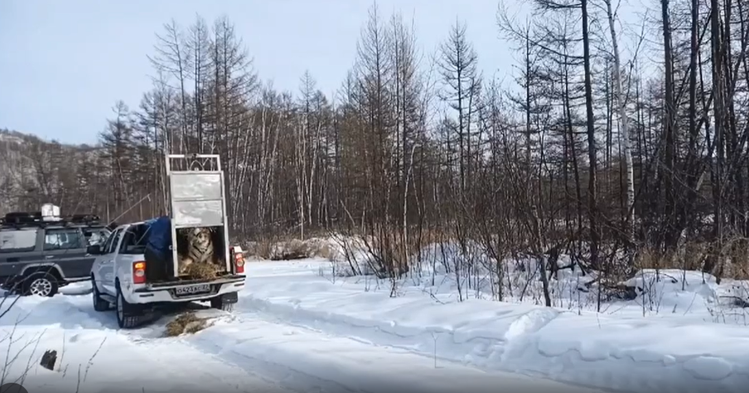 Амурскую тигрицу в Хабаровском крае вернули в дикую природу Управление охотничьего хозяйства правительства Хабаровского края
