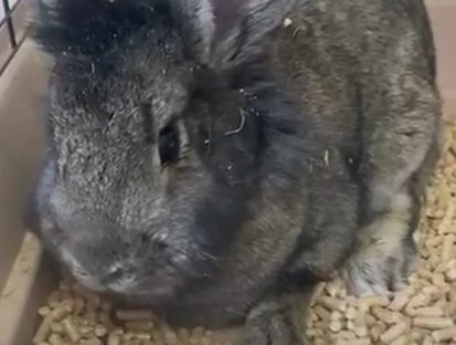 Кролика-метиса взял под опеку центр &quotГамаюн&quot телеграм-канал @Gamaun_a (18+)