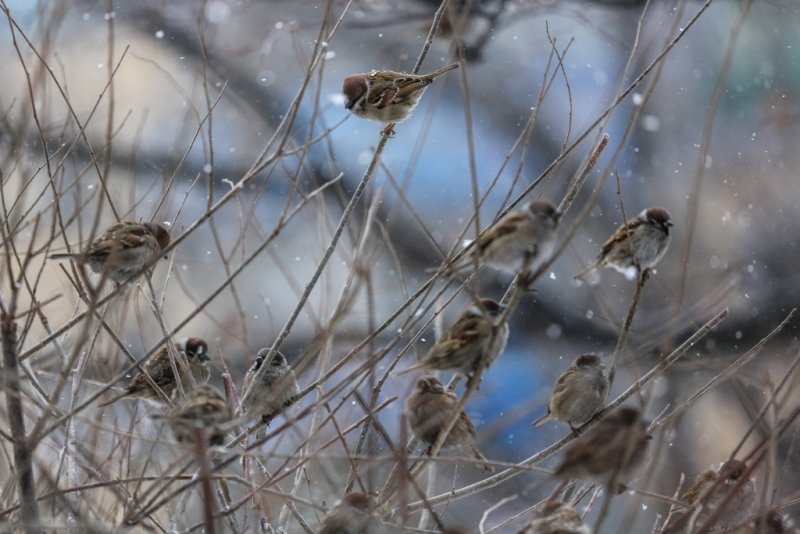Жителей Кубани пригласили помочь пересчитать воробьев Антон Балашов