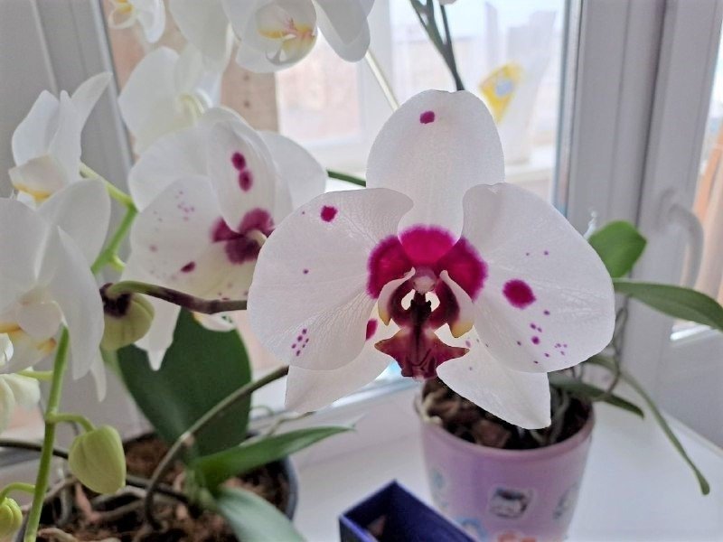 Даю орхидее всего 2 г на 2 л воды — и она сошла с ума: теперь фаленопсис пуляет новые стрелки как из пушки Ольга Долгополова, ИА UssurMedia