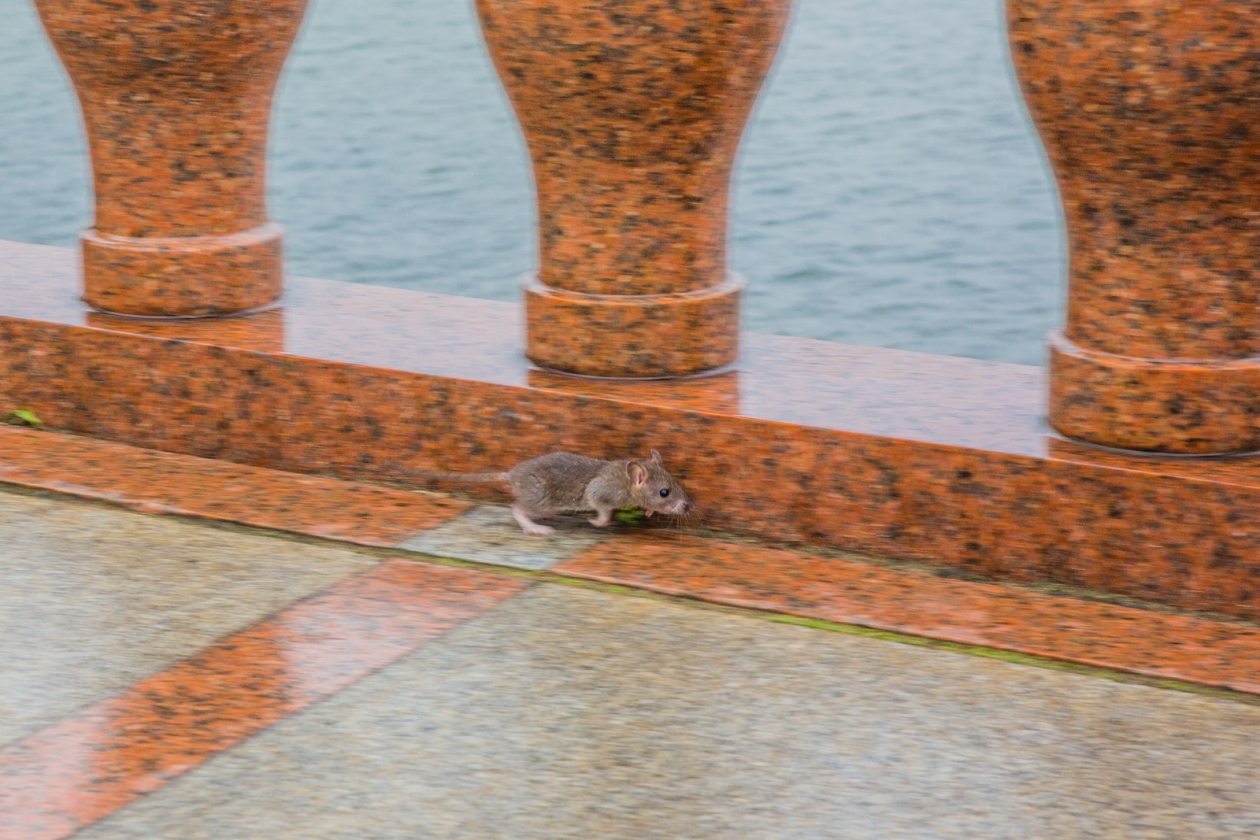 мышь, крыса, грызун Мария Смитюк, ИА PrimaMedia