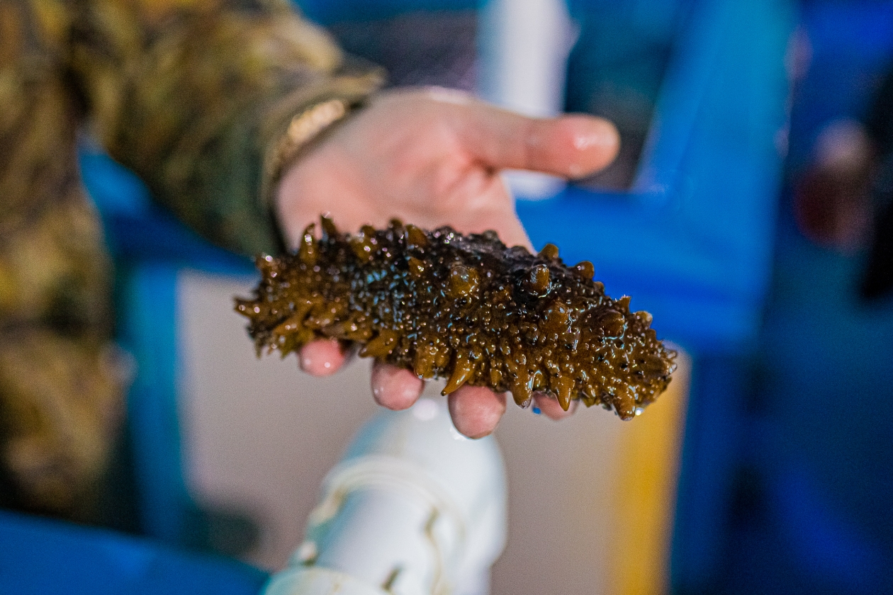 Трепанг Мария Смитюк, ИА PrimaMedia