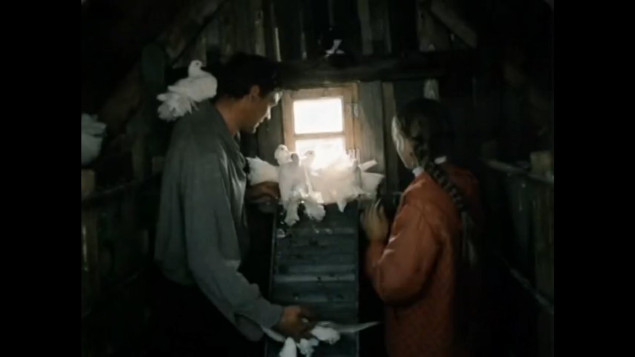 Кадр Кадр из фильма &quotЛюбовь и голуби&quot (12+)