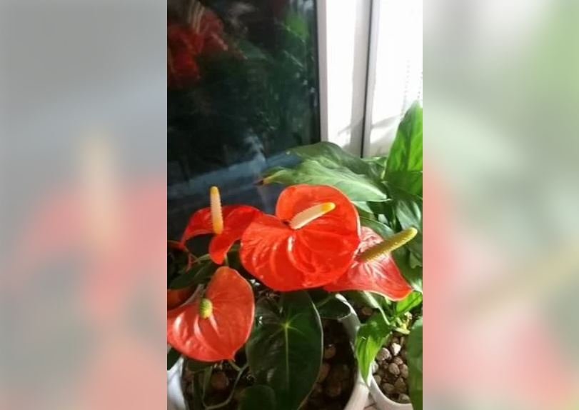 Сую таблетку в спатифиллум — получаю &quotфейерверк цветов&quot: аптечный лайфхак для ленивых цветоводов с сайта &quotАвито&quot (12+)