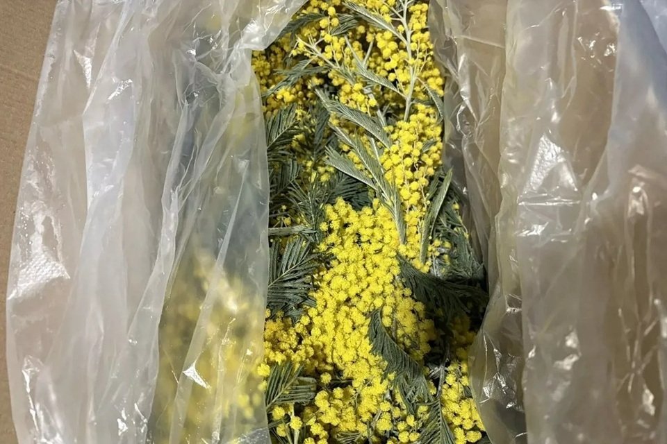 Сочинская таможня оформила первую в этом сезоне партию мимозы из Абхазии Пресс-служба Сочинской таможни
