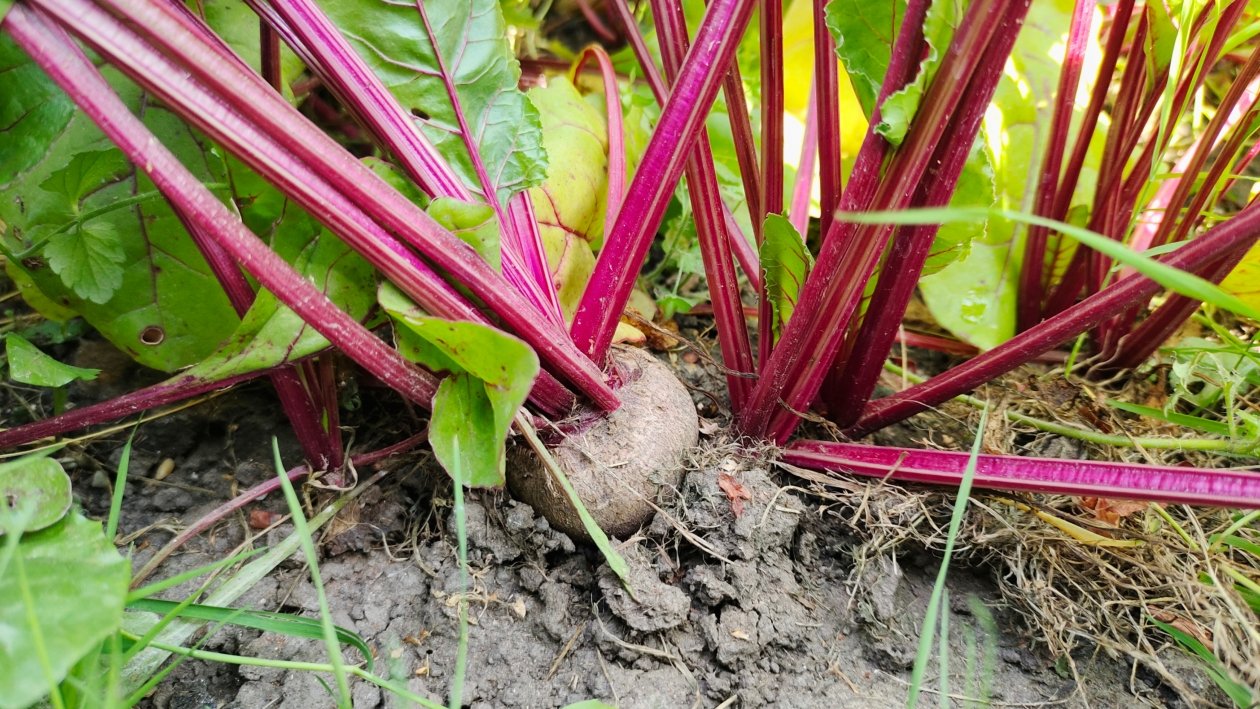 Свекла Автора