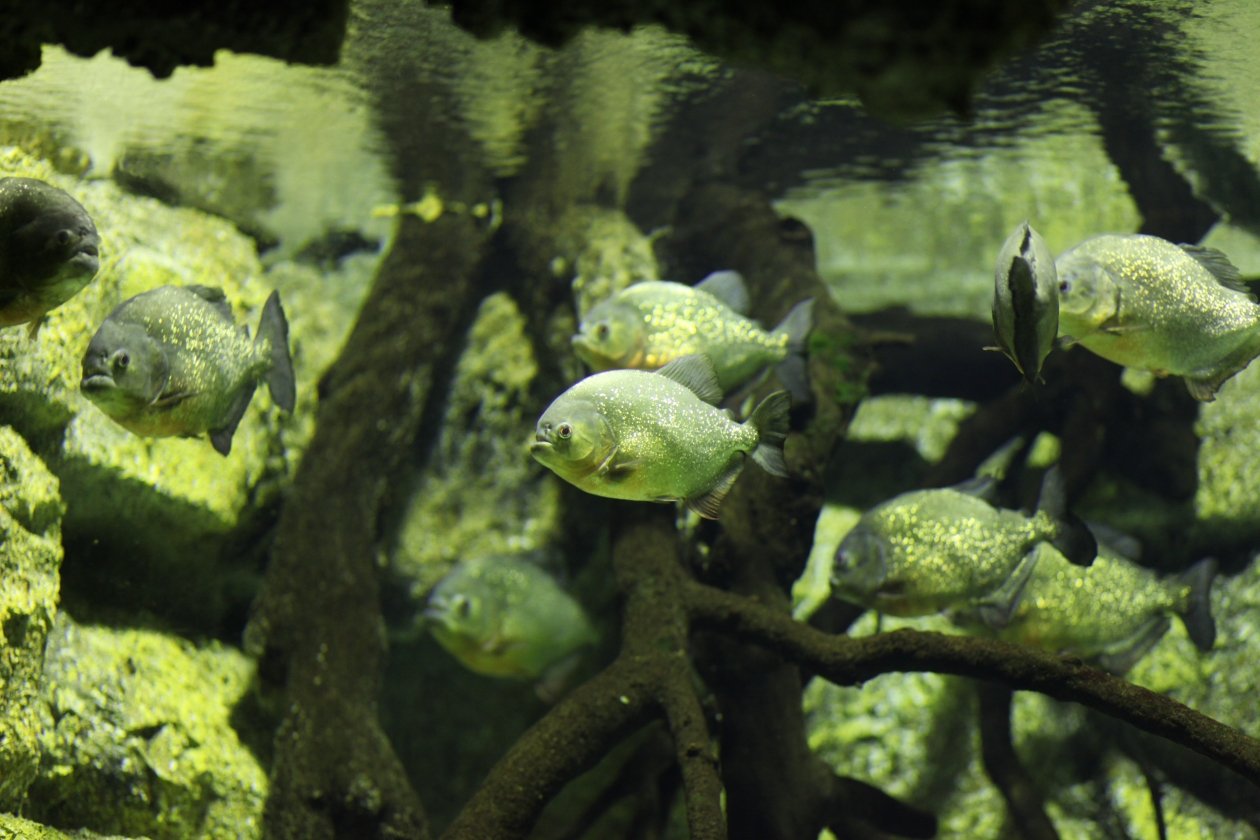 Тематическое фото pxhere.com