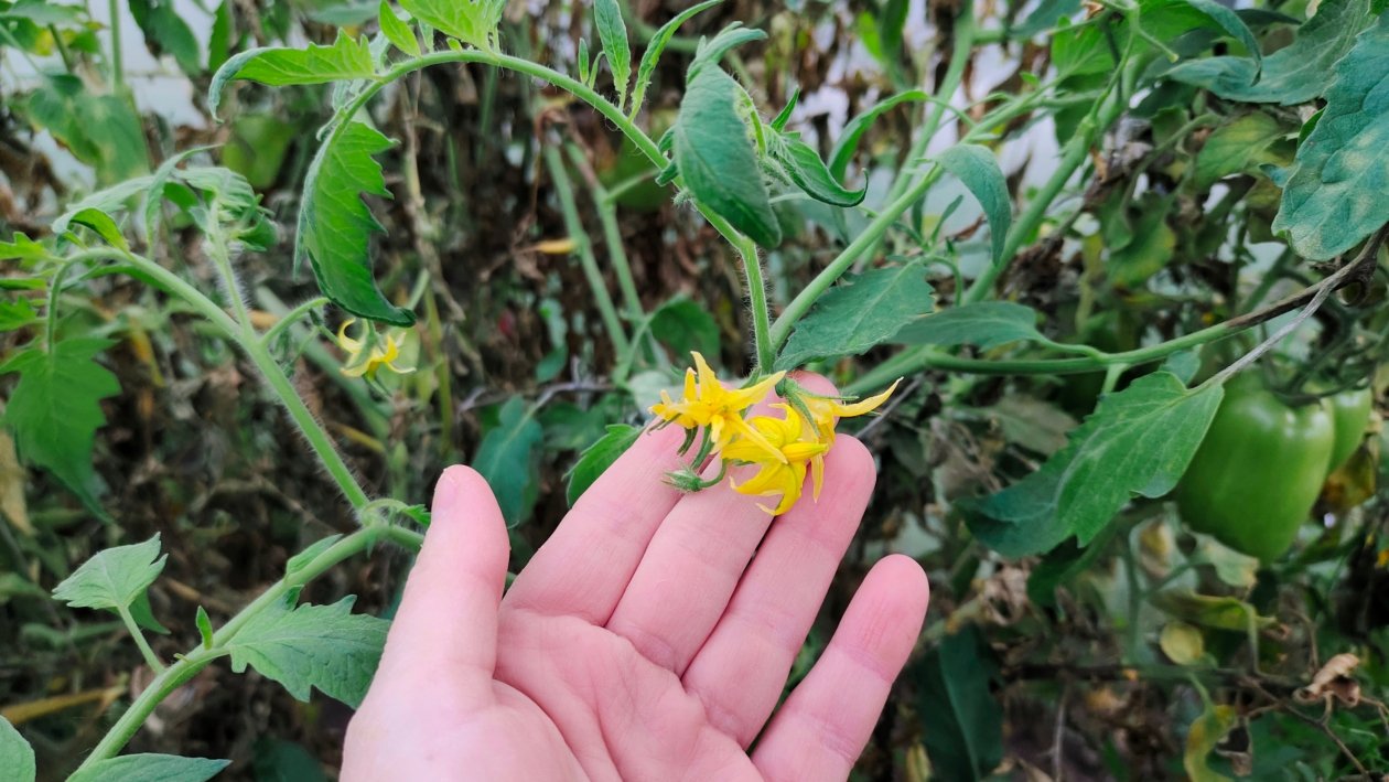 Томаты Автора