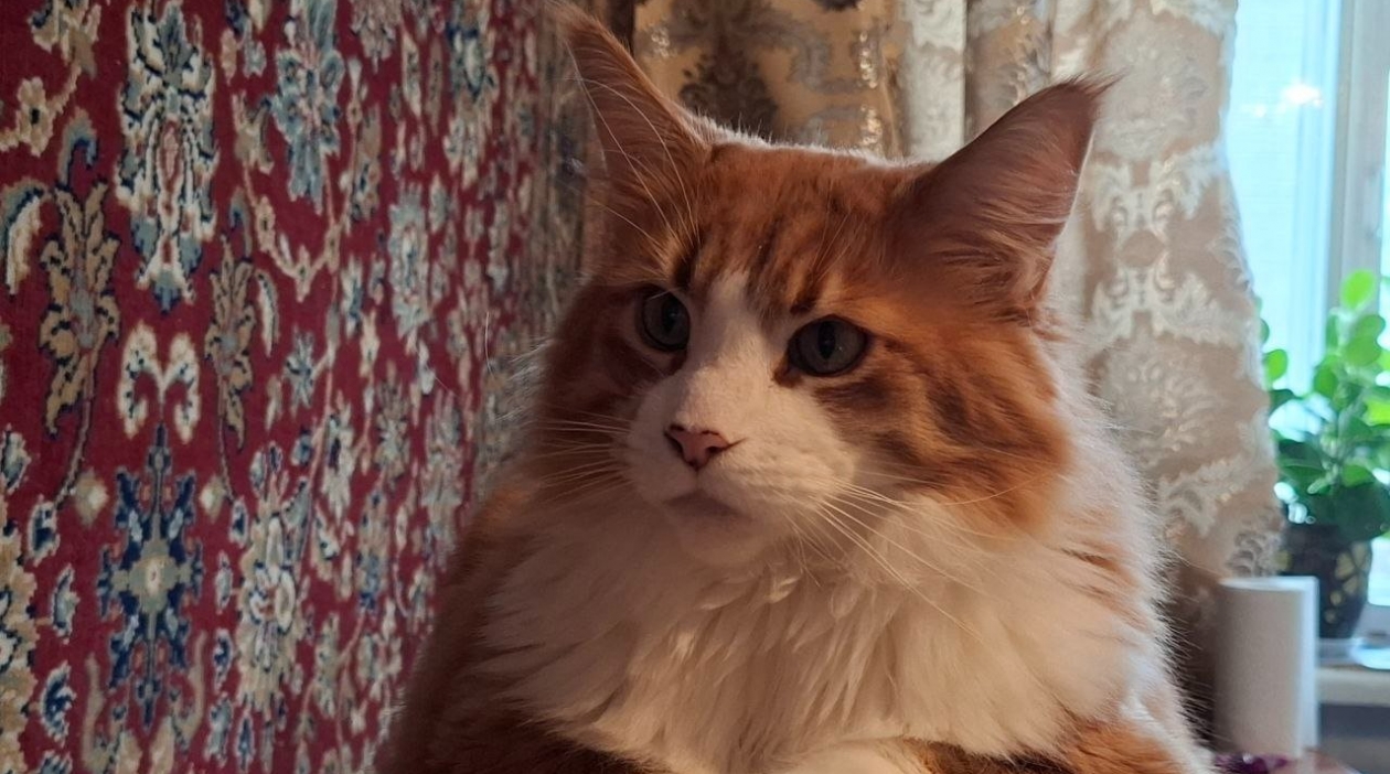 Кот переживет даже хозяина: жёсткие советы ветеринара, которые продлят жизнь питомцу ИА Stavropol.Media