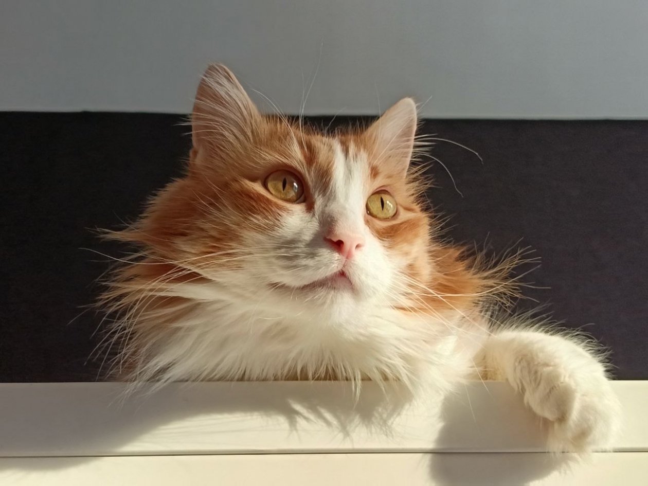 ТОП-10 самых умных котов в мире: рейтинг пород ИА Stavropol.Media