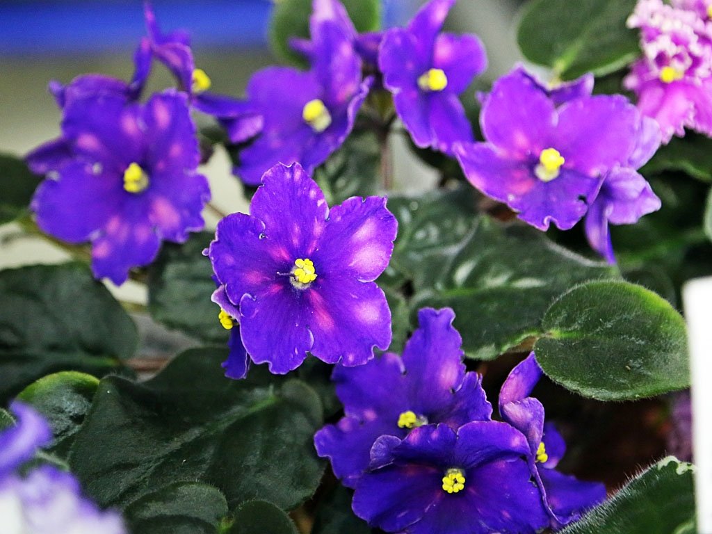 Даю фиалкам этот копеечный состав - и они расцветают так щедро, будто дом превратился в райский сад Мария Оленникова, IrkutskMedia