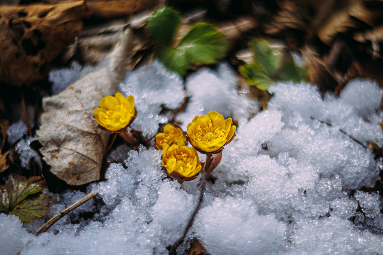 весна, апрель, март, погода, Русский остров, природа, подснежник, адонис , цветы Мария Смитюк, ИА PrimaMedia