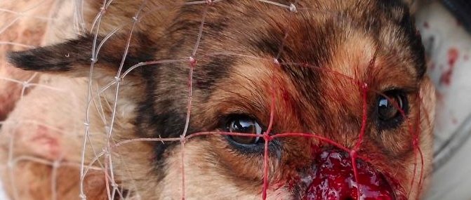 Пострадавшая собака предоставлено Ириной Морозовой