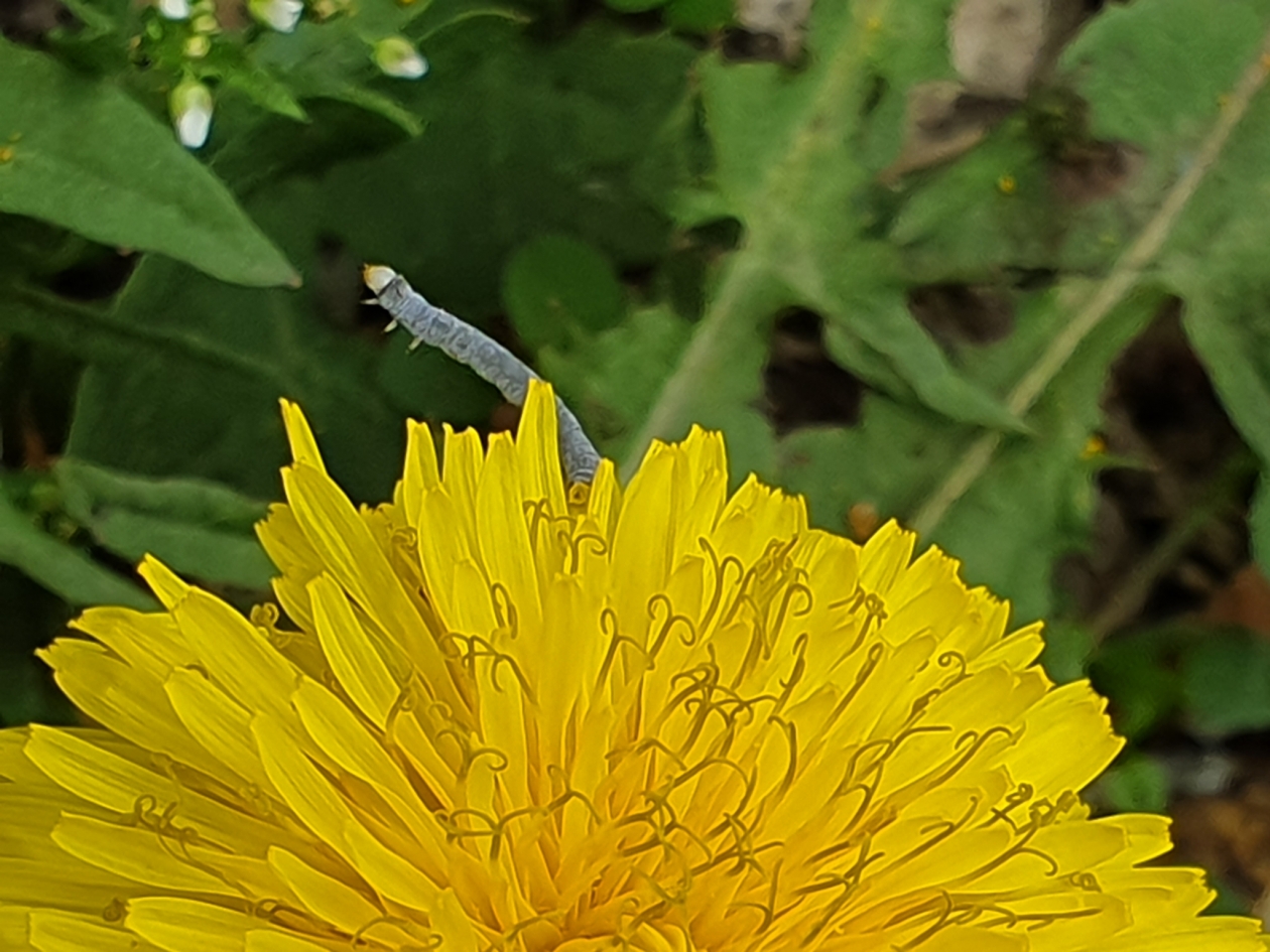 Гусеница на одуванчике Анна Водопьянова, ИА UssurMedia