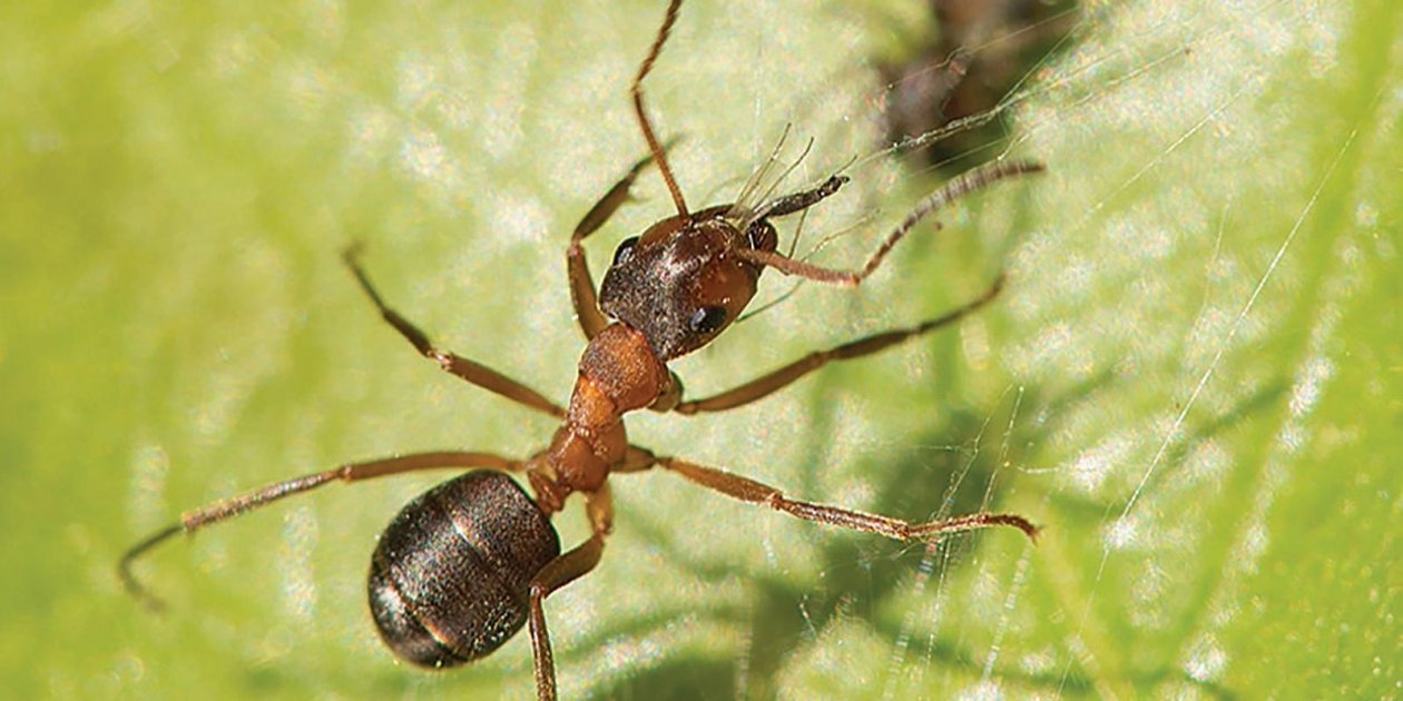 Тонкоголовые муравьи https://www.mos.ru