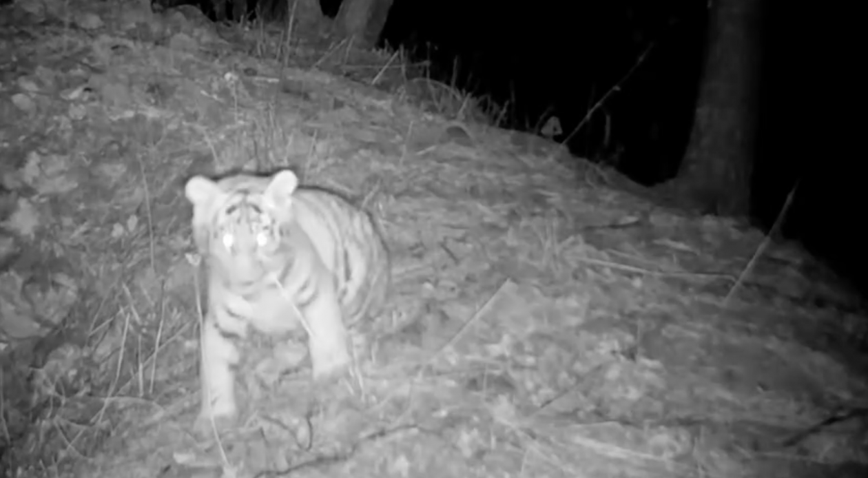 Скриншот из видео Видео &quotЗемля леопарда&quot