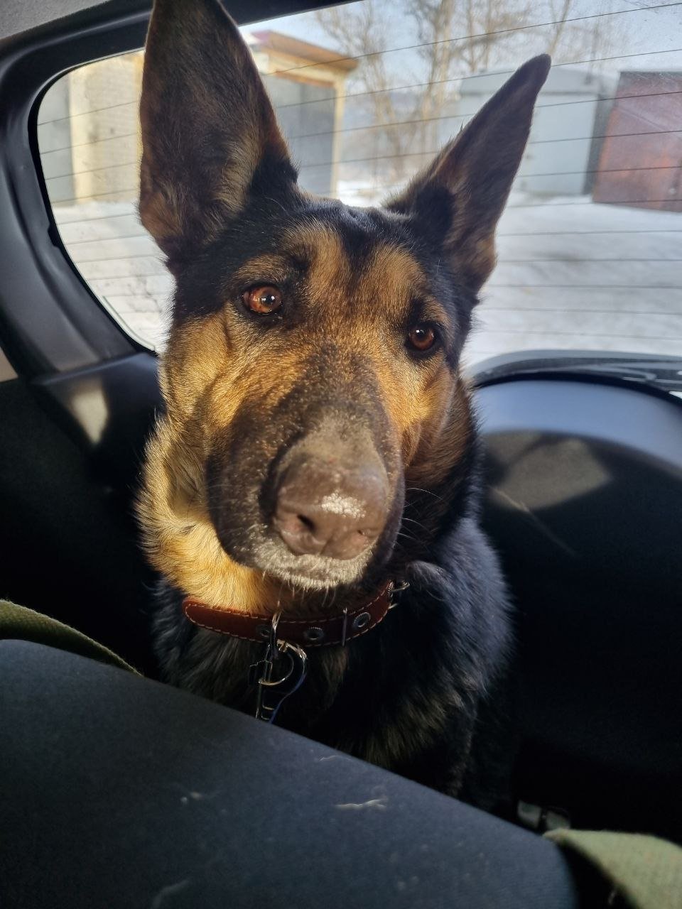 Собака предоставлено волонтёрами