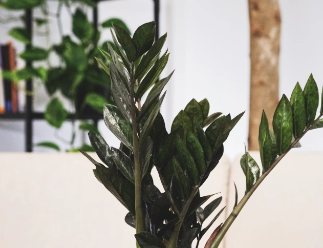 Даю 2 ложки под куст в феврале - и замиокулькас &quotвыдавливает&quot по 2 листа в день: живительный коктейль для суккулента unsplash.com