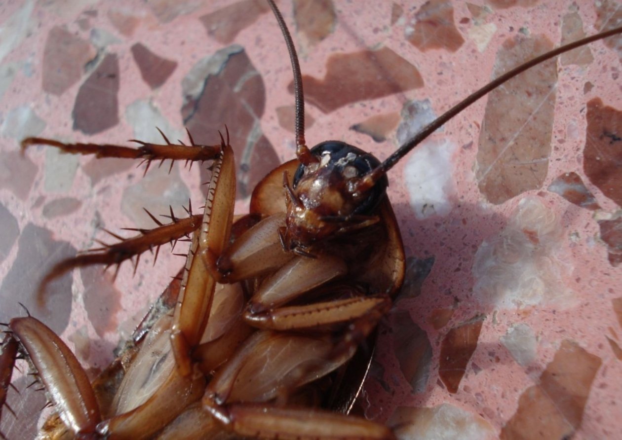 Нанесла двойной удар по тараканам: использую проверенную стратегию — ни одного &quotтарасика&quot в доме не осталось pxhere.com