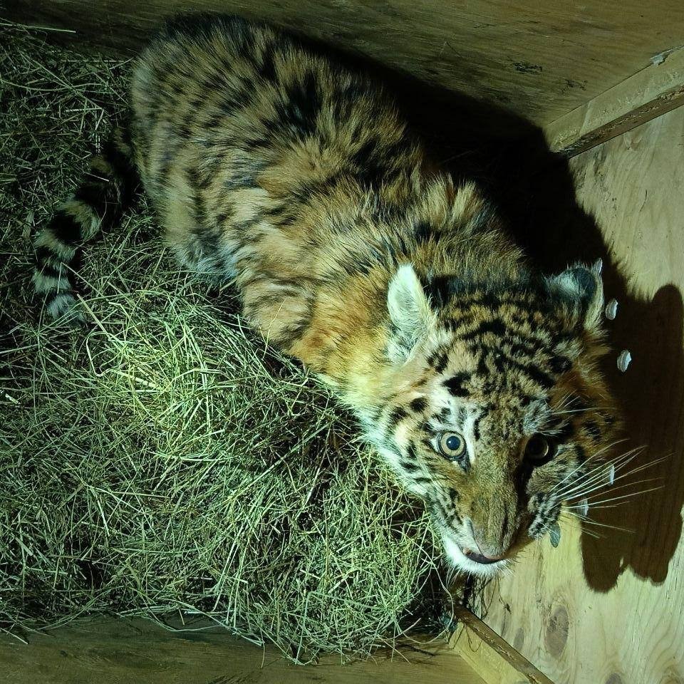 Ещё одного тигрёнка-сироту обнаружили в Хабаровском крае Центр &quotАмурский тигр&quot