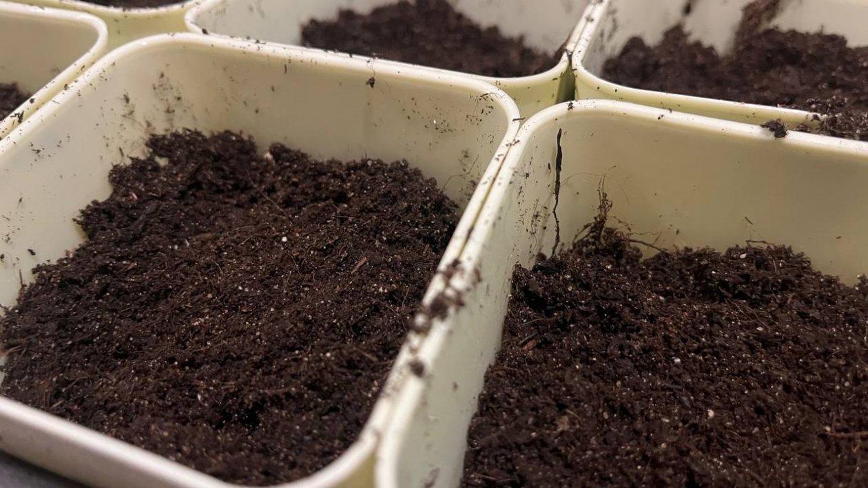 Рассада, земля, семена Артем Дубенчук