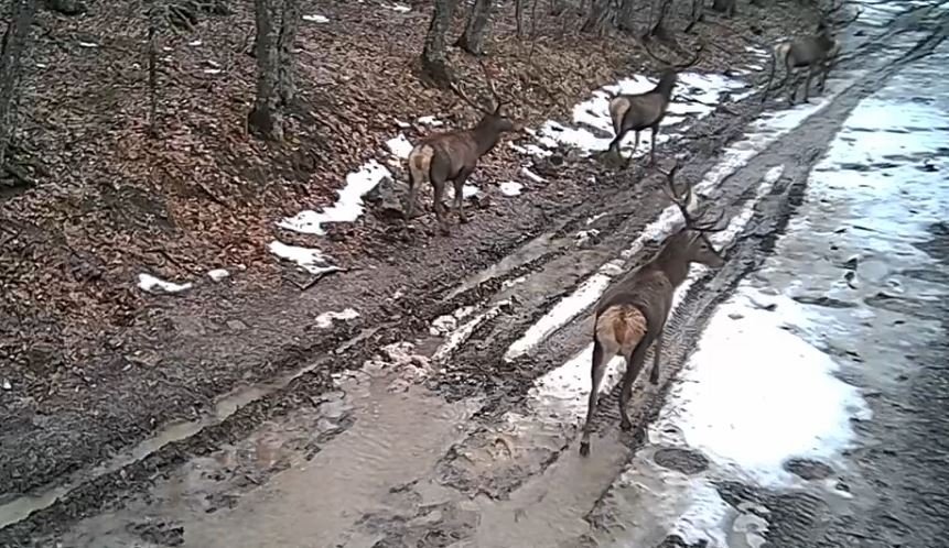 Олени попали в фотоловушку Соцсети М. Развожаева