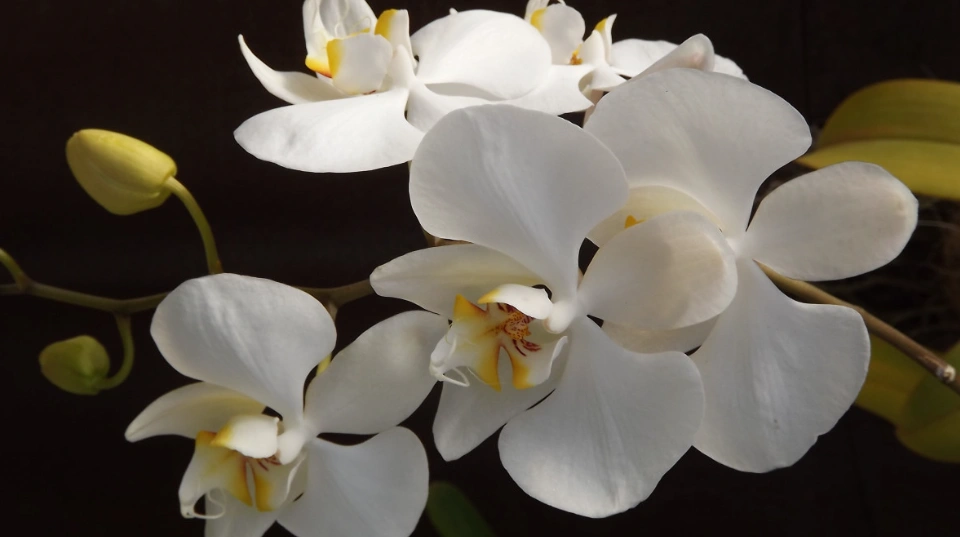Как ухаживать за орхидеей в феврале: главные правила, которые спасают растение от гибели pxhere.com