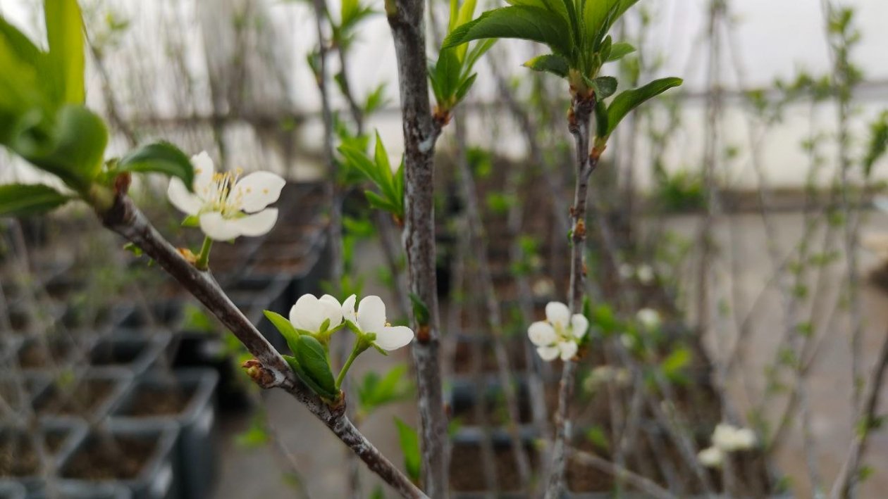 Вишня Автора